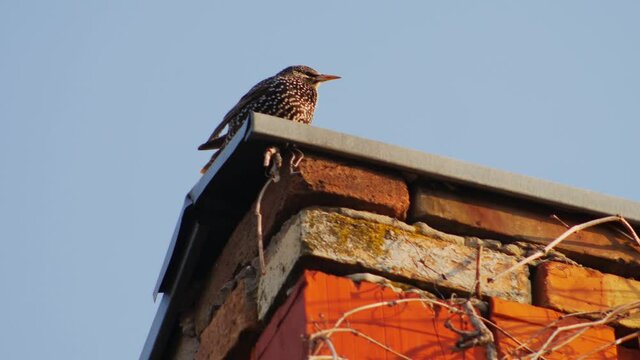 2 in 1 Common Starling - Sturnus vulgaris on brick building.