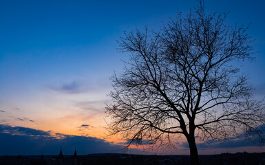 Fototapeta na wymiar tree on the background of the evening sky, sunset