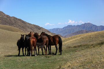 Group of horses standing in the mountains.  Kazakhstan