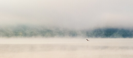 Obraz na płótnie Canvas stork flies over a misty river