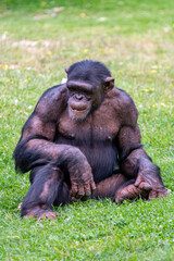 Lisbon/Portugal - May 18, 2020
Chimpanzee at the Lisbon Zoo