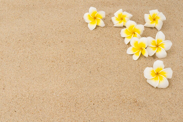 Fototapeta na wymiar Beatiful plumeria flowers on sand