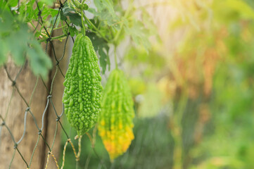 bitter gourd on wire in herbal garden tropical fruit vegetable at home 