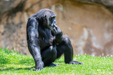 Fototapeta na wymiar Lisbon/Portugal - May 18, 2020 Chimpanzee at the Lisbon Zoo