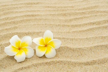 Fototapeta na wymiar White plumeria flowers on sand texture background