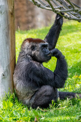 Lisbon/Portugal - May 18, 2020
Gorilla at the Lisbon Zoo