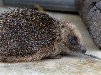 
A hedgehog is any of the spiny mammals of the subfamily Erinaceinae, in the eulipotyphlan family Erinaceidae.