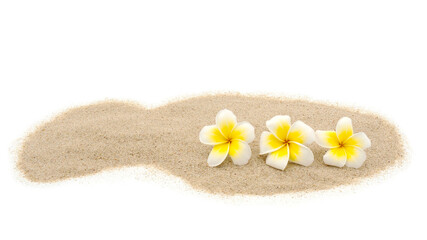 Beatiful plumeria flowers on sand. Isolated on white background