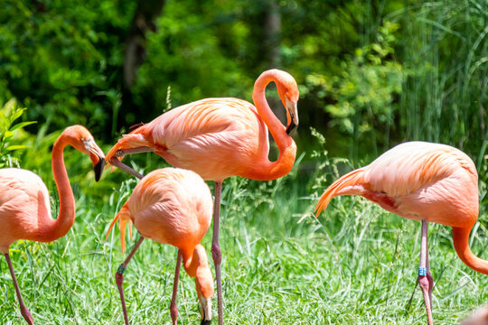 Lisbon/Portugal - May 18, 2020
Flamingos at the Lisbon Zoo