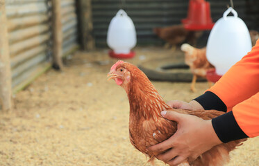 famer hold chiecken in farm for checking health of animals 