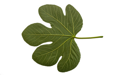 Fototapeta premium Fig leaf net on white background