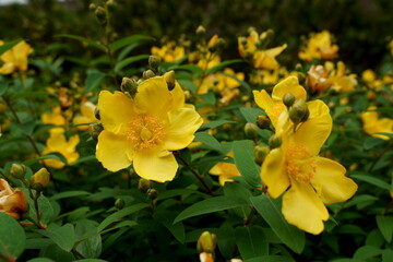 Obraz na płótnie Canvas 夏に黄色い花を咲かせるキンシバイ