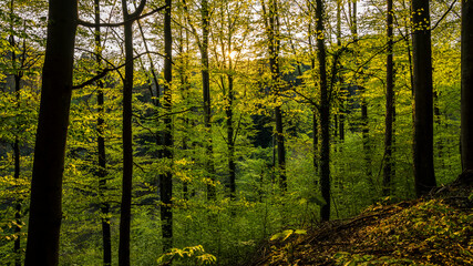 Germany, Sunset betweeen intense green leaves of trees inside the jungle like woodland of black...