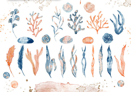 Watercolor Set Of Isolated Objects Drawing Blue And Pink Algae And Corals