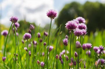 Naklejka premium Purple Green Onion Flowers Against A Blue Sky