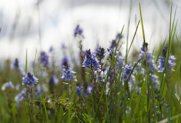 small blue delicate flowers in green foliage 3