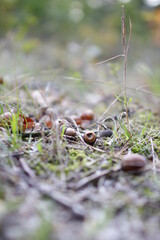 Autumn macro shot in the forest