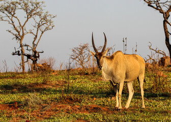 Eland buck antelope in wild