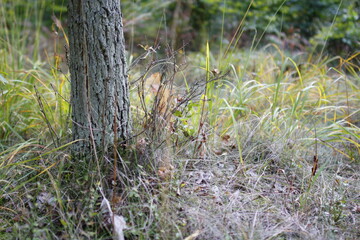 Autumn macro shot in the forest