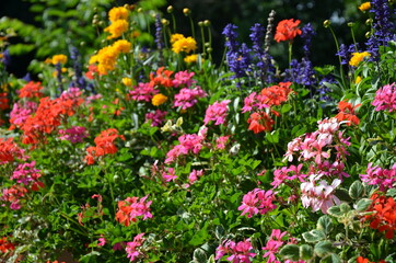 Flowers in a garden, Marburg (Germany)