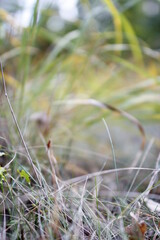 Autumn macro shot in the forest