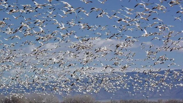 Thousands of snow geese swarm in the blue sky and mountains in the background.