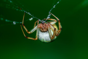 Spider is busy weaving nets, close up picture with green background