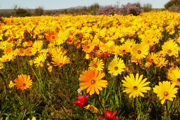 field of yellow daisy flowers