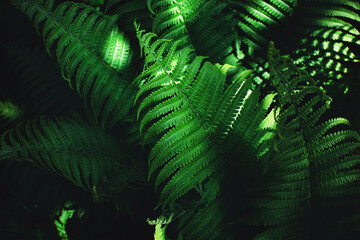 Macro shot of beautiful  fresh fern leaves. Perfect nature background for your project. Rich colours, moody toning. 