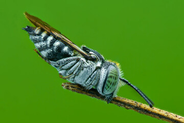 Bee on e leaf  in the tropical garden 