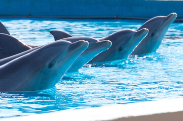 Funny dolphins in the pool during a show at a zoo