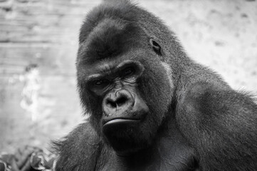 Closeup of the intimidating stare of a large, black, silver back gorilla as he looks directly into the camera.