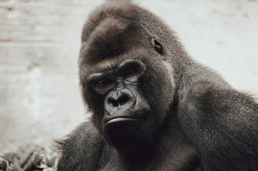 Closeup of the intimidating stare of a large, black, silver back gorilla as he looks directly into the camera. - obrazy, fototapety, plakaty