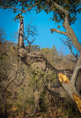Elephant reaches trunk up for food