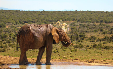 Fototapeta na wymiar Elephant washing