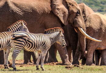 Zebras with elephants