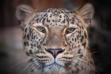Fototapeta na wymiar Far Eastern leopard in captivity. A beautiful adult Far Eastern leopard is in a cage.