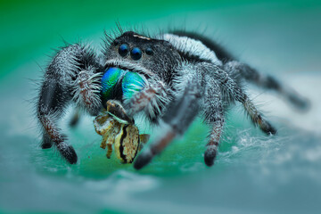 Jumping spider  prey 