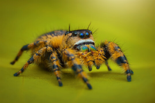 Jumping spider on a leaf 