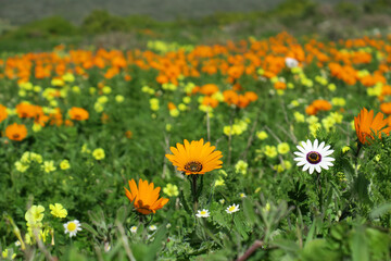 Obraz premium wild yellow and orange flowers in the grass