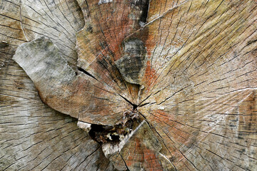 A stump of an old felled tree. Trunk sections close-up.