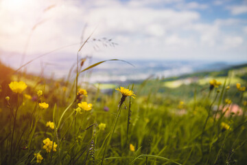 Hiking holiday concept: Cute fresh flowers in spring, colorful summer wildflowers meadow