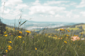Hiking holiday concept: Cute fresh flowers in spring, colorful summer wildflowers meadow