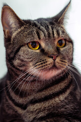 Close up portrait of british short hair cat with bright yellow eyes and serious look. Tabby color purebred cute pet with thick cheeks at home. Indoors, copy space, soft selective focus.