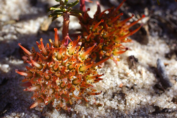 Naklejka na ściany i meble Australian wildflower: The rare Murchison darwinia, Darwinia virescens, with red flowers, in its natural habitat in Western Australia, close-up