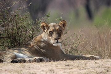 Lioness in the wild, stares at camera