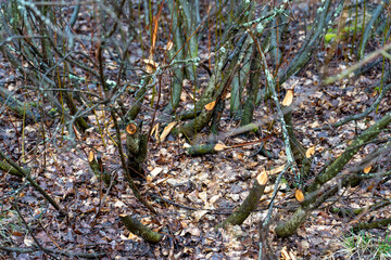 trees felled by beavers on rivers and streams