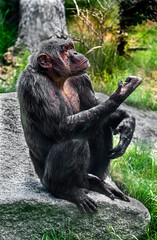 Chimpanzee sitting on the stone. Latin name - Pan troglodytes