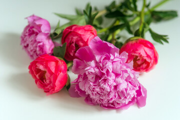 bouquet of pink peonies on a white background close-up