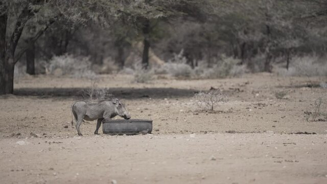 Warzenschwein in der Wüste Namibias
